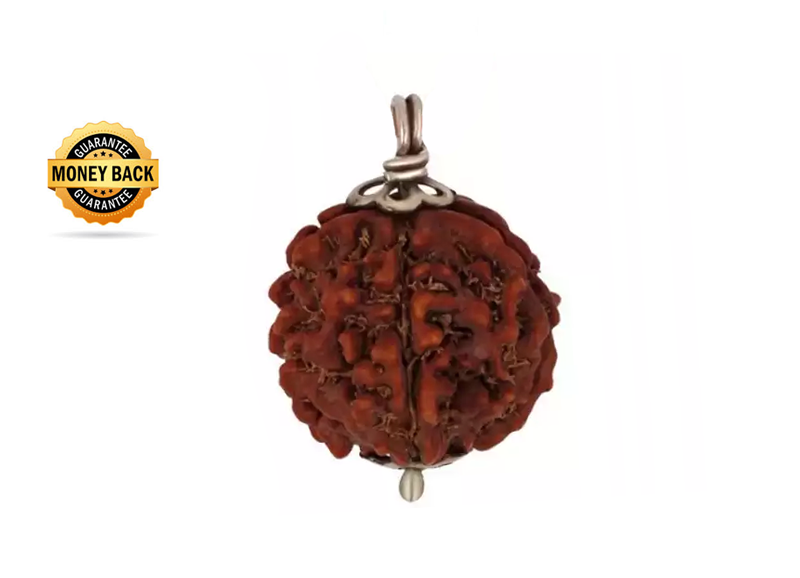 Nepal Origin 5 Mukhi Rudraksh