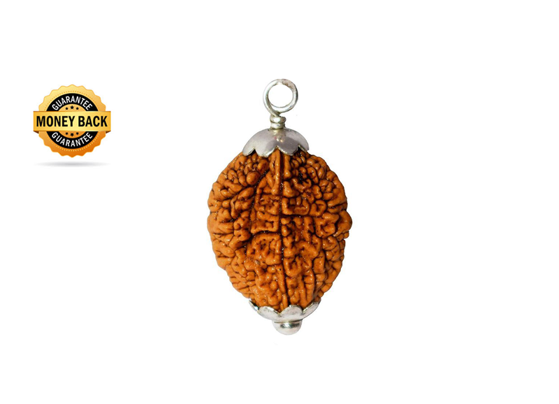 2 Mukhi Rudraksha