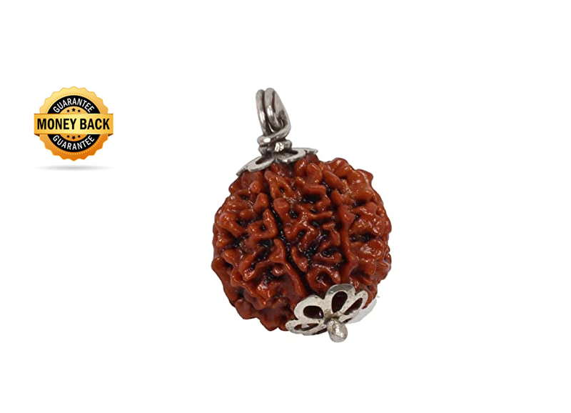 Nepal Origin 6 Mukhi Rudraksha