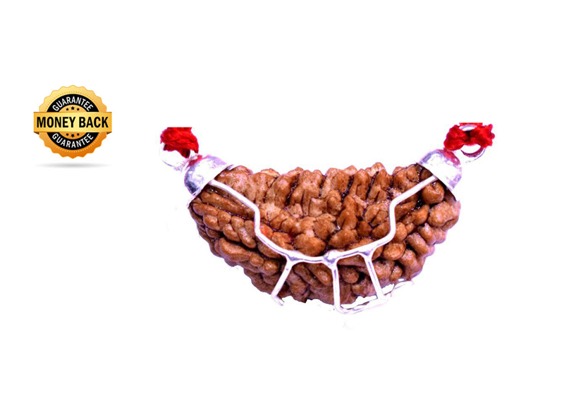 Ek Mukhi Rudraksha